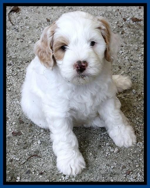 JRB pups 7.5 wks old 1250