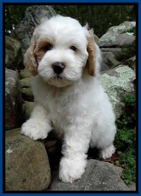 JRB pups 8 wks old 375