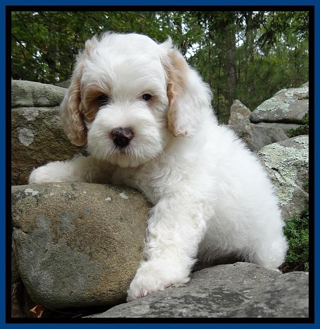 JRB pups 8 wks old 475