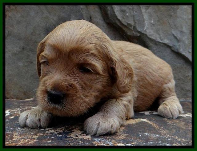 JBR pups 3 wks old 17