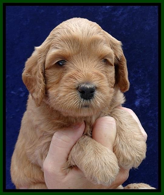 JBR pups 4 wks old 23