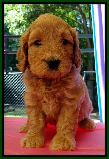 JBR pups 5 wks old 25