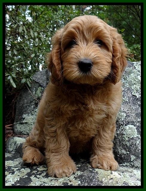JRB pups 8 wks old 1275