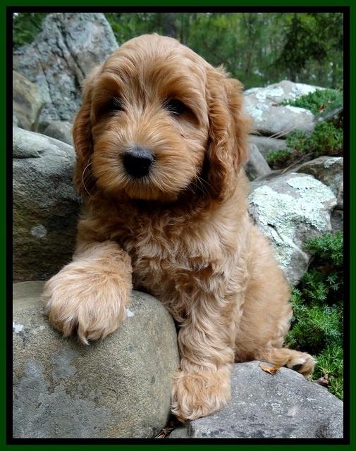 JRB pups 8 wks old 1775