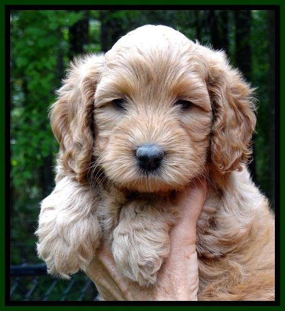 jbr pups 6 wks old faces 211