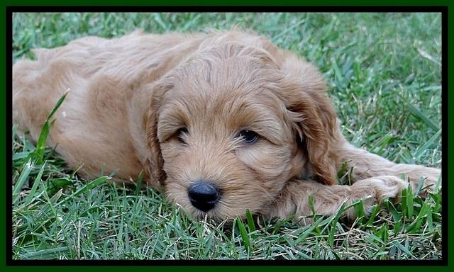 jbr pups 7 wks old 16100