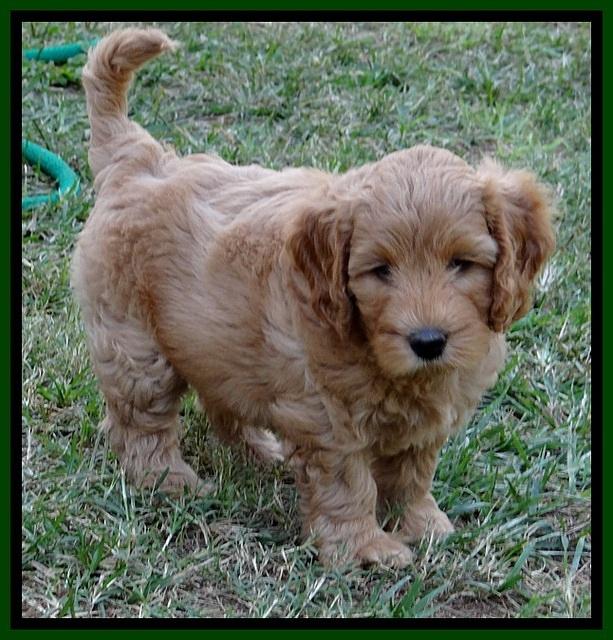 jbr pups 7 wks old 4100