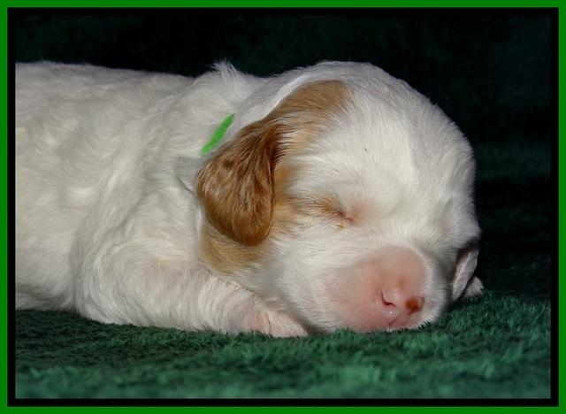 JBR pups 2 wks old 10