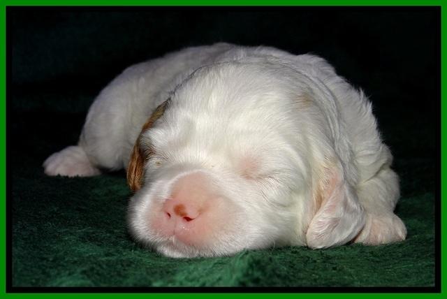 JBR pups 2 wks old 11