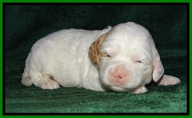 JBR pups 2 wks old 9