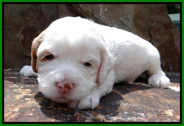 JBR pups 3 wks old 4