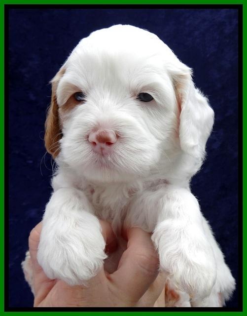 JBR pups 4 wks old 7