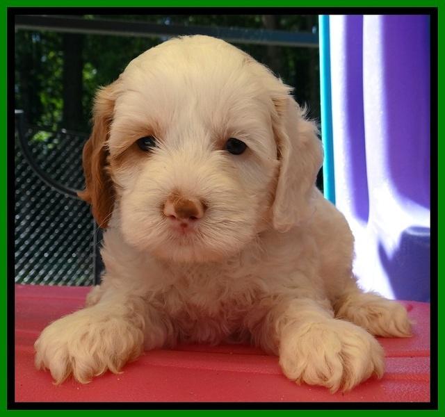 JBR pups 5 wks 8