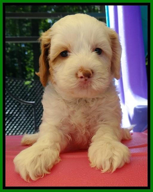 JBR pups 5 wks old 10