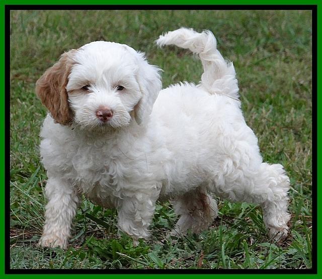 JBR pups 7 wks old 9200