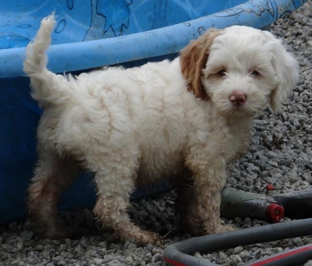ST pups 7 wks old 23200