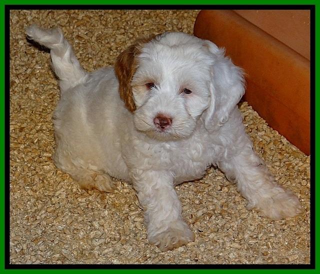 ST pups 7 wks old 3200