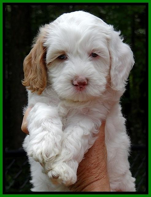 jbr pups 6 wks old faces 31