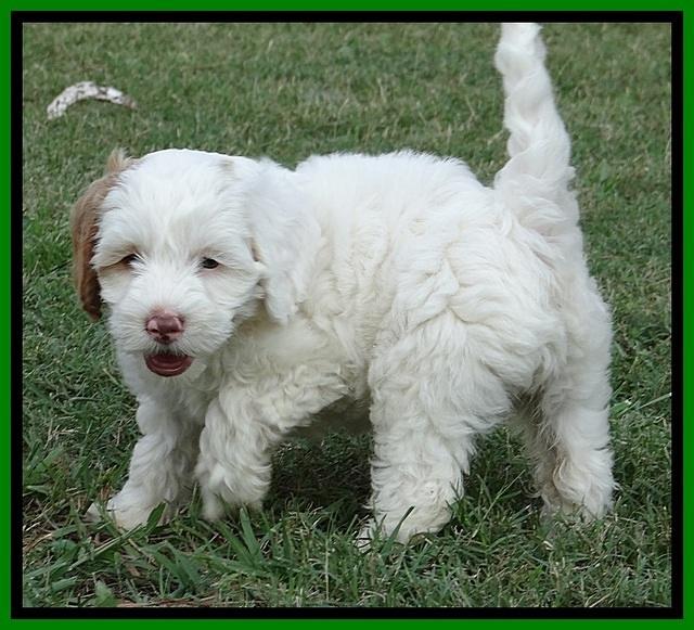 jbr pups 7 wks old 18100