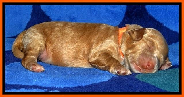 JBR pups 1 wk old 16