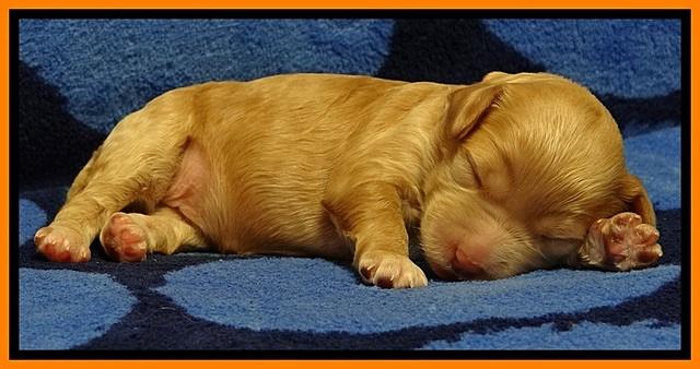 JBR pups 1 wk old 20