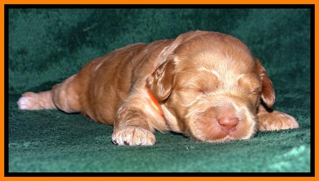 JBR pups 2 wks old 20