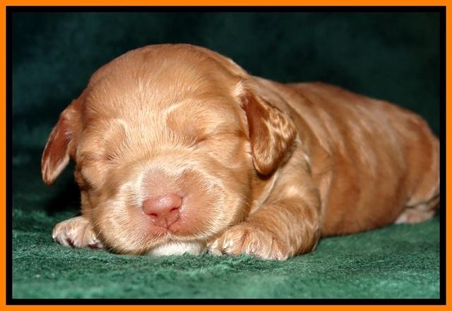 JBR pups 2 wks old 21