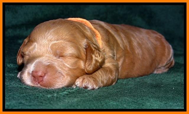JBR pups 2 wks old 22
