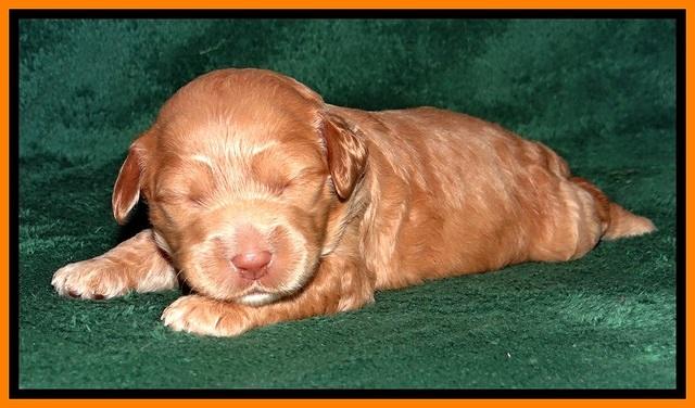 JBR pups 2 wks old 23