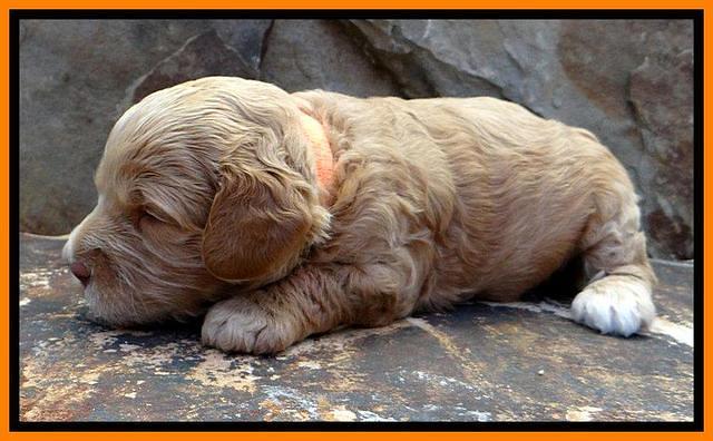 JBR pups 3 wks old 22