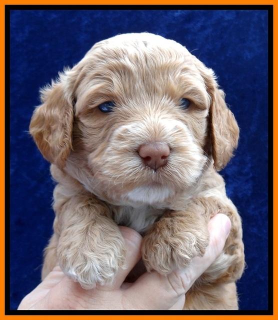 JBR pups 4 wks old 17