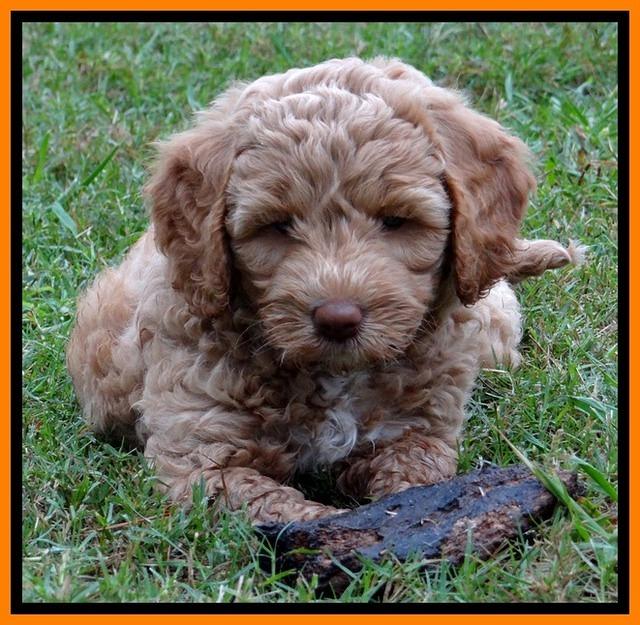 JBR pups 7 wks old 15200