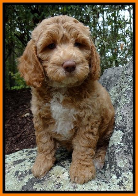 JRB pups 8 wks old 1375