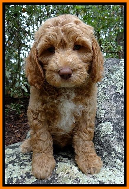 JRB pups 8 wks old 1475