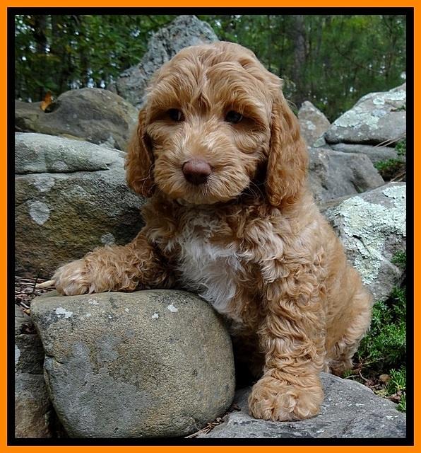 JRB pups 8 wks old 1575