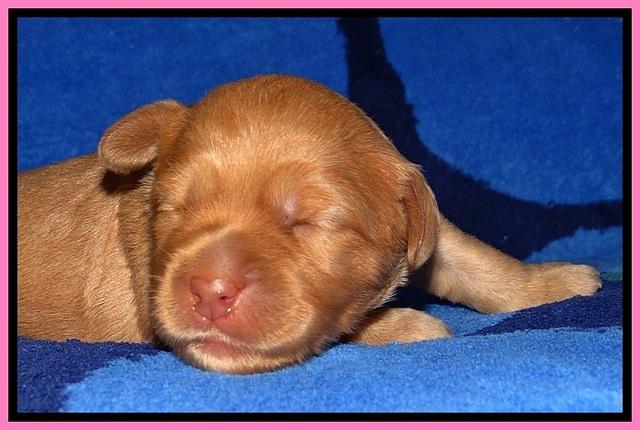 JBR pups 1 wk old 3