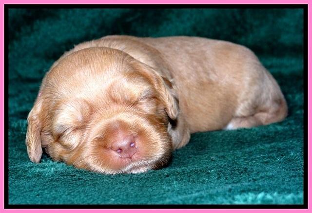JBR pups 2 wks old 2