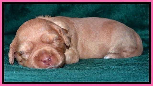 JBR pups 2 wks old 3