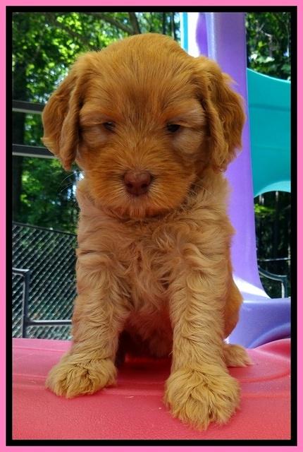 JBR pups 5 wks old 3