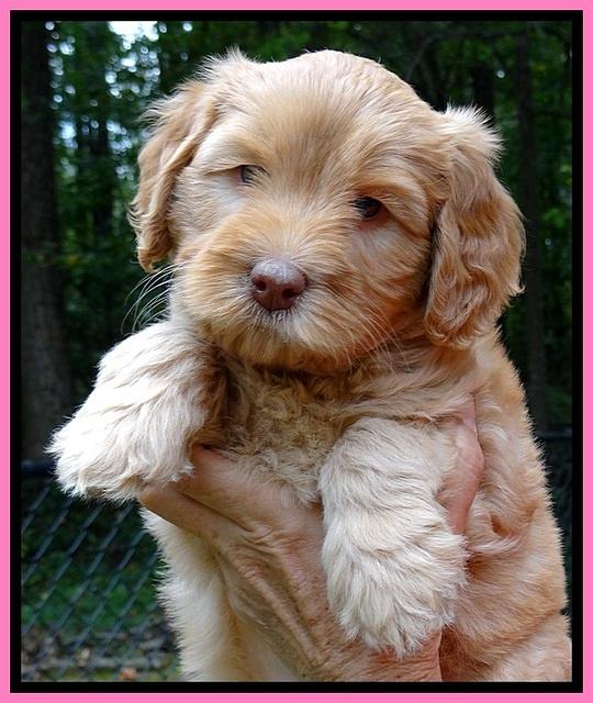 jbr pups 6 wks old faces 181