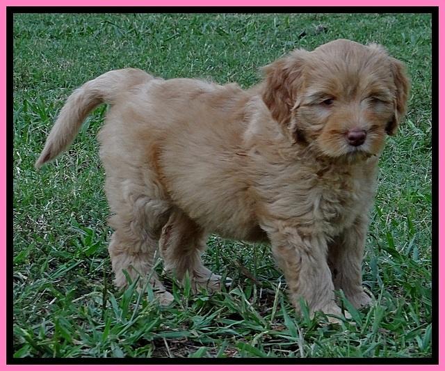 jbr pups 7 wks old 17100