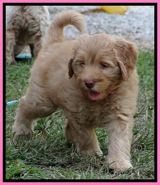 jbr pups 7 wks old 6100