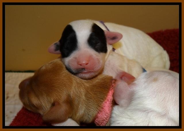 JB 1 day old group 3