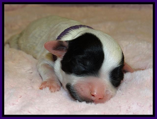 JB pups 1 day old 8