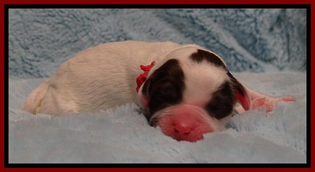 JB pups 1 day old 7