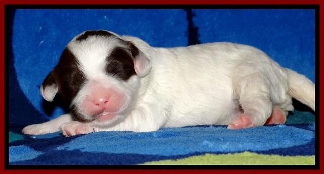 JBR pups 1 wk old 11