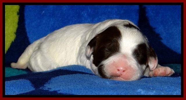 JBR pups 1 wk old 12