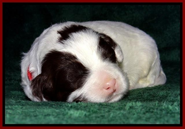 JBR pups 2 wks ol 14
