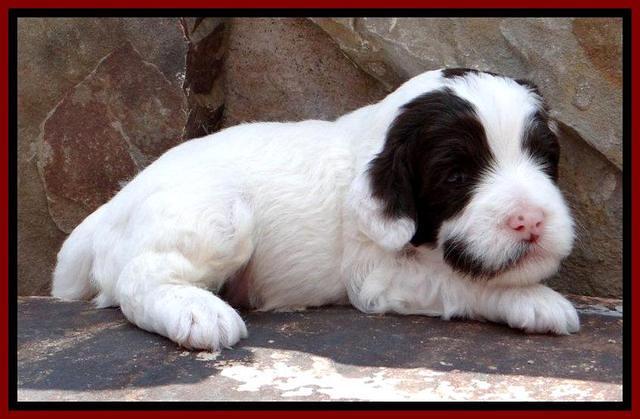 JBR pups 3 wks old 6