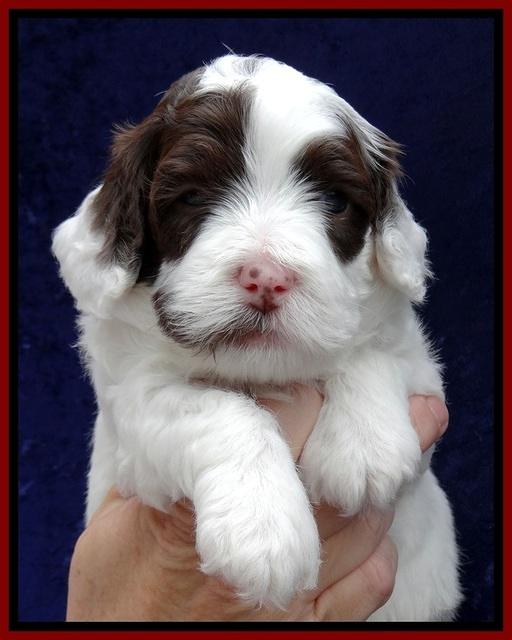 JBR pups 4 wks old 11